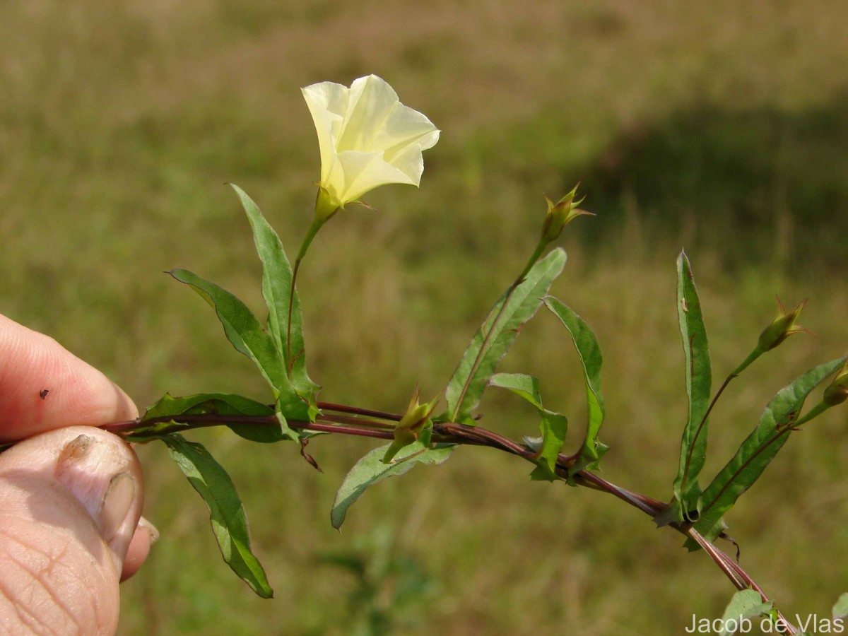 Xenostegia tridentata (L.) D.F.Austin & Staples